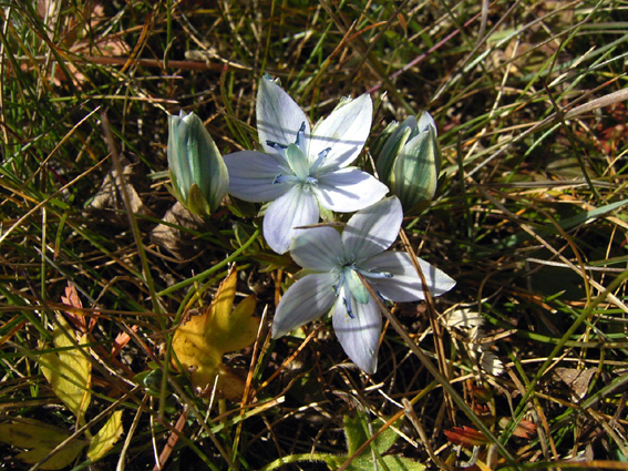 A Purple Flower of Mongolia.jpg